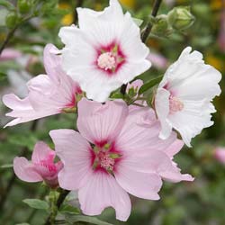 Lavatera 'Barnsley'